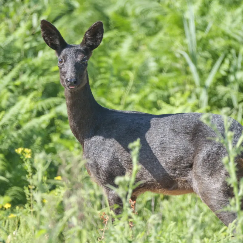 Zwarte ree Biodiversiteit